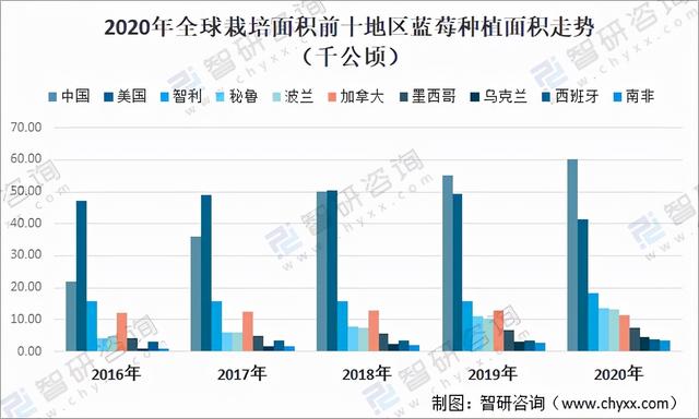 2020年全球蓝莓种植情况分析：中国已成为全球最大的蓝莓种植地