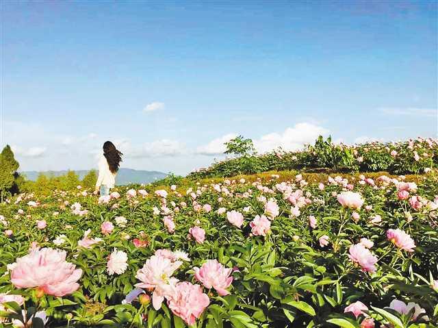 12年耕耘 只为芍药早日“红”