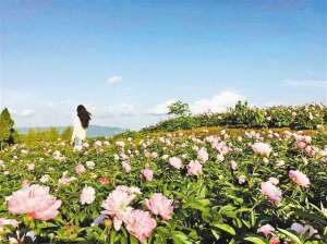 山东白芍种植(12年耕耘 只为芍药早日“红”)