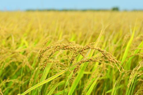 世界粮食日来了 记者走进浙江水稻主产区台州一探究竟