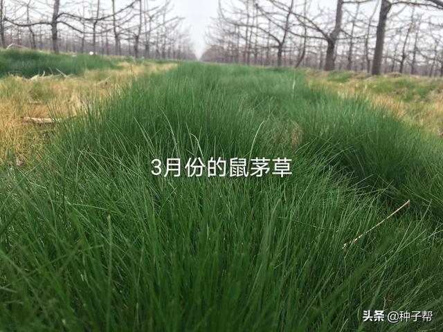 果园披上“绿色地毯”，果园种植鼠茅草后，5年不需要除草