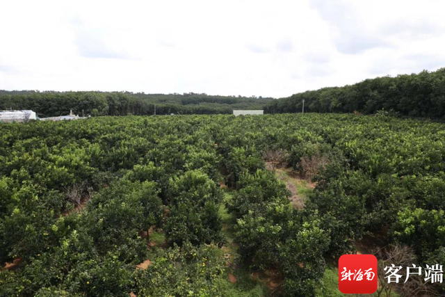 白沙红心橙开始熟了 将在10月下旬正式上市