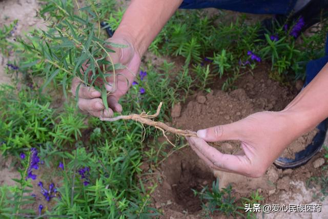 同姓不同名 一字之差也说黄芪与黄芩