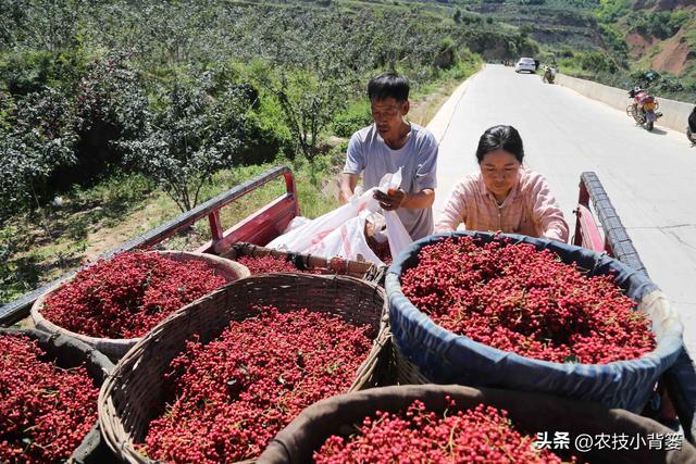 怎样才能种植出好花椒？花椒怎样采种、播种、育苗、定干？