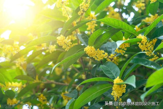 在夏季庭院绿植中北方适合种哪些绿植