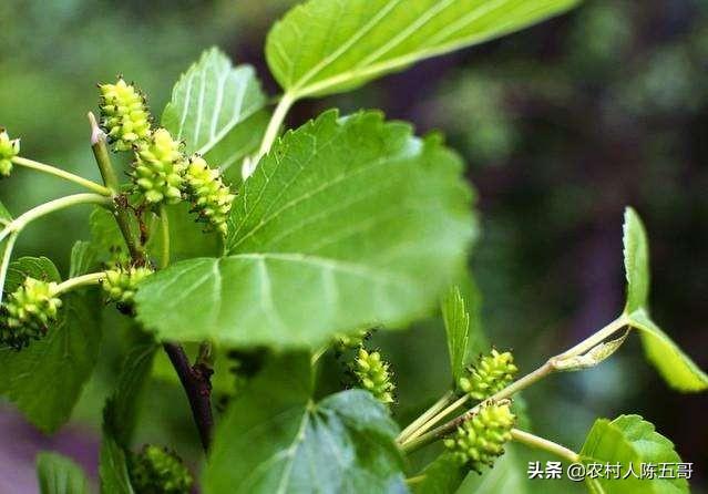 桑树用哪种方法栽培好呢，栽植时间密度修剪苗根，看都有哪些技术