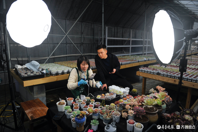 拾光｜90后小伙带村民种“肉肉”，村子成有名的多肉种植基地