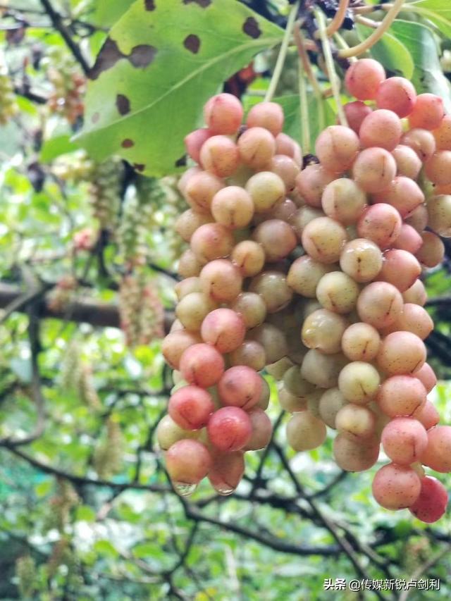 陕南石泉·本草溪谷·五味子种植科研基地成为农旅融合示范园