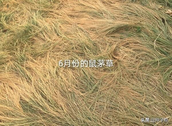 果园披上“绿色地毯”，果园种植鼠茅草后，5年不需要除草