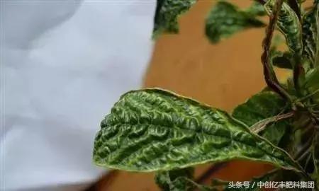 樱桃种植几年可以见效益？