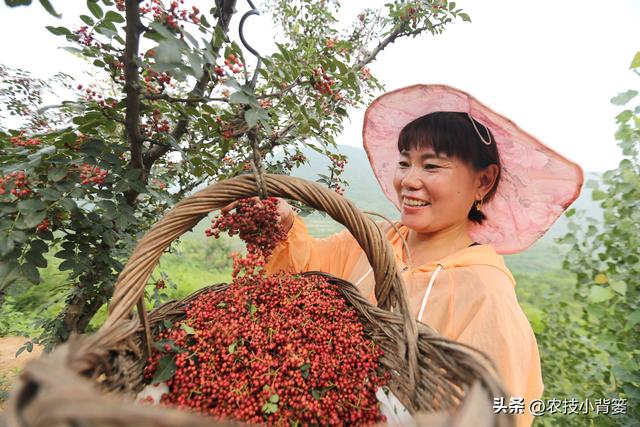 怎样才能种植出好花椒？花椒怎样采种、播种、育苗、定干？