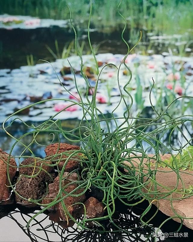 推荐适合池塘种的16种植物