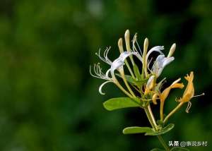 怎么样种植金银花(金银花种植六个步骤，从选苗到修剪，轻松种出高品质金银花)