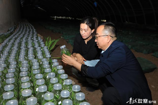 海东民和：初夏大棚灵芝种植忙