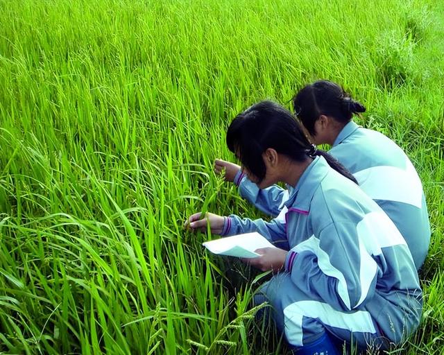 农业种植与土壤质量的关系研究