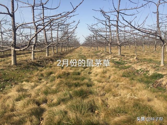 果园披上“绿色地毯”，果园种植鼠茅草后，5年不需要除草