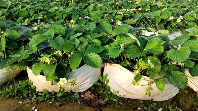 种植草莓总是长不好？直接种在袋子里，不靠土壤也能高产