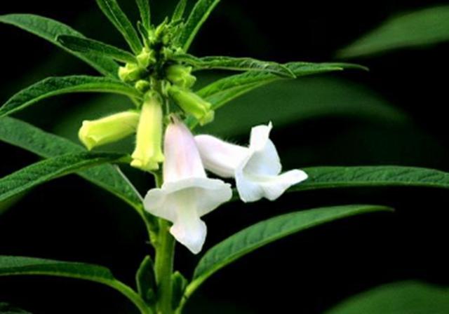 芝麻种植，掌握好这些要点技术，芝麻增产不是问题，快收藏