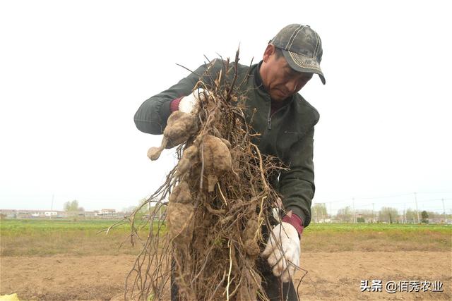 农民种植中药材何首乌，产量能赶上红薯，经济效益可观