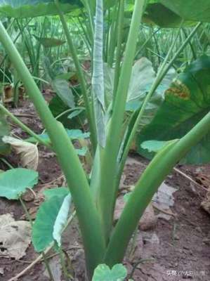 芋头种植管理(芋头的生长习性及种植技术)