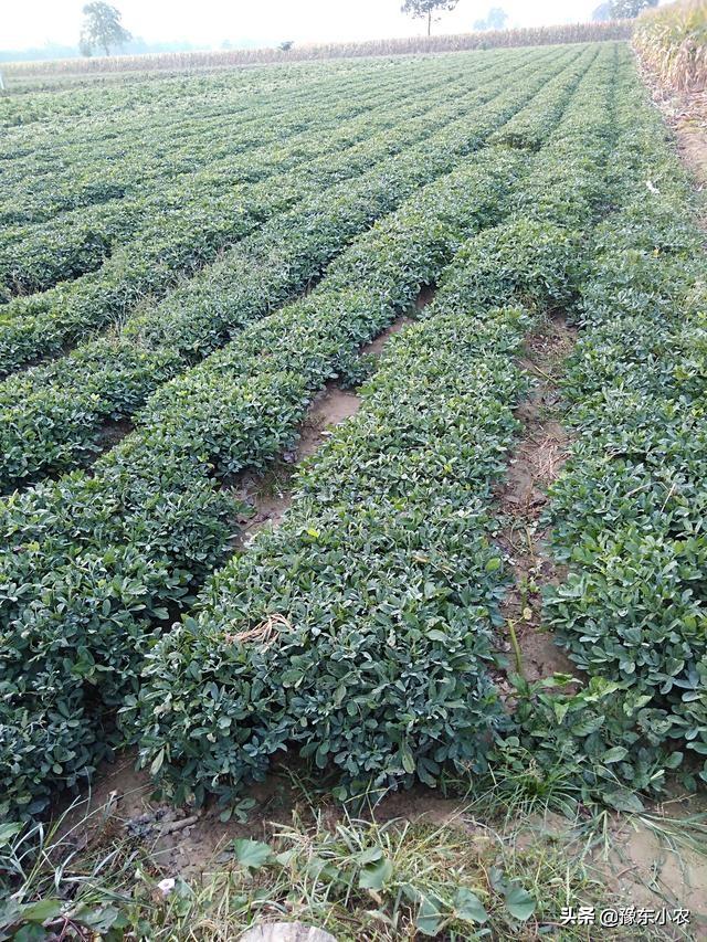 蒜茬花生种植正当时,种植模式选择平地还是起陇？那种方式更高产