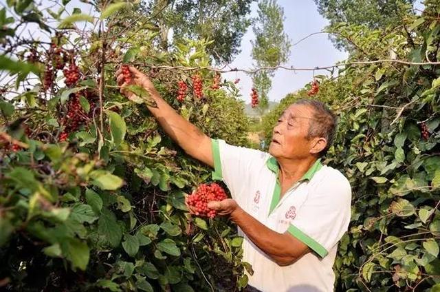 中药种植技术大讲堂：百药“黄金”五味子