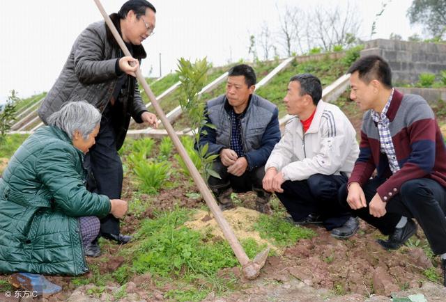 这个冬天很冷，大果树要防寒新栽的果树更要防寒，这些措施很有用