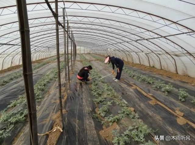 农民种植香瓜，怎样管理，瓜大香又甜