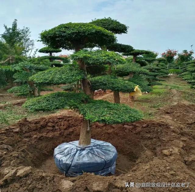 庭院常用高档植物—对节白蜡