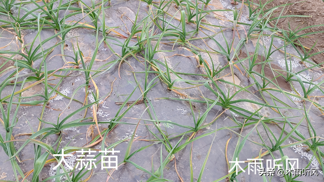 大蒜栽植前的2点建议，照着做，大蒜一季无病无虫长势更好