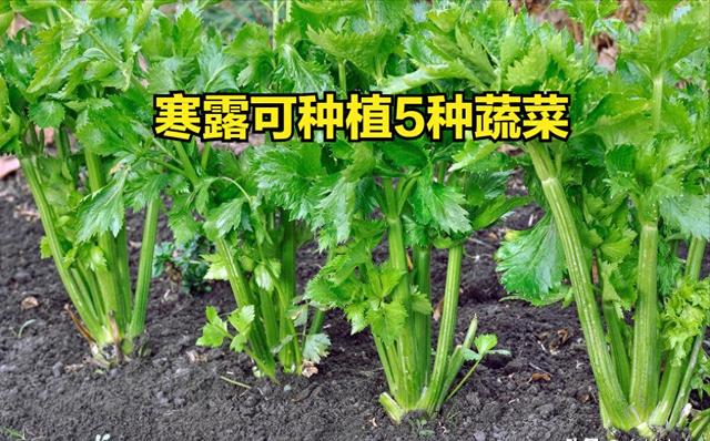 5种不怕冻的蔬菜，寒露后我们可以放心的种植，入冬后即可采收