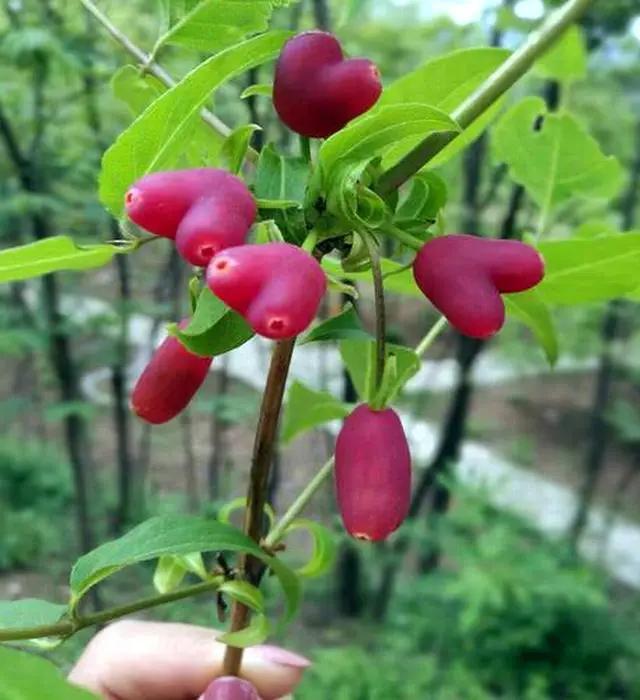 杈杷果，爱心小野果