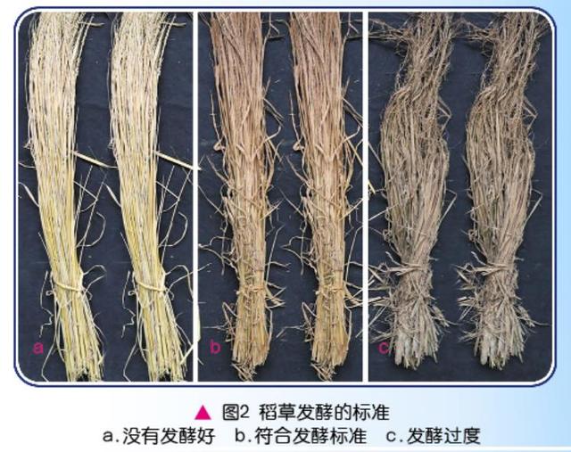 广东中山草菇大田纯稻草高效栽培新技术