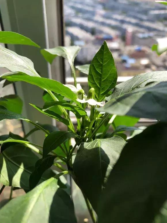 用“泡沫箱”来种辣椒，1棵能结5斤多，摘完一茬又一茬！