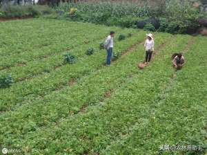 如何种植旱半夏(农民种半夏如何进行管理才能高产，如今1斤70元，亩收益过万)