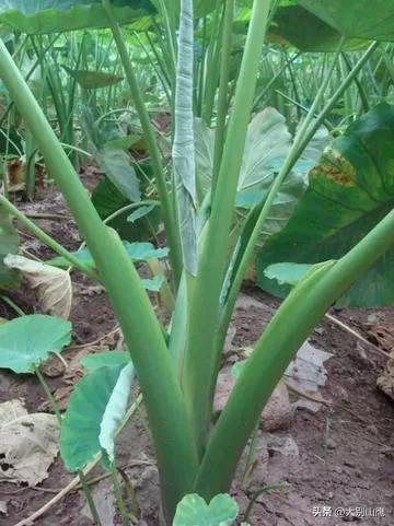 芋头的生长习性及种植技术