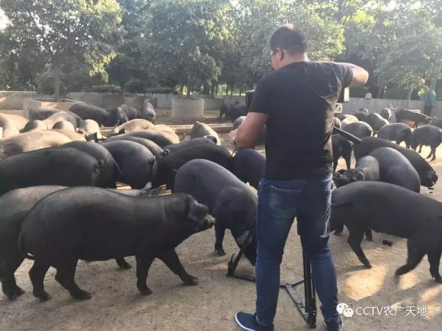 【农广天地】小小猕猴桃，种在周至是个宝！ 大大关中黑，好奇呆萌肉质好！