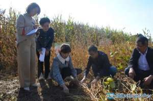 高科技种植项目(【州媒看东乡】东乡县大豆玉米带状复合种植喜获丰收)