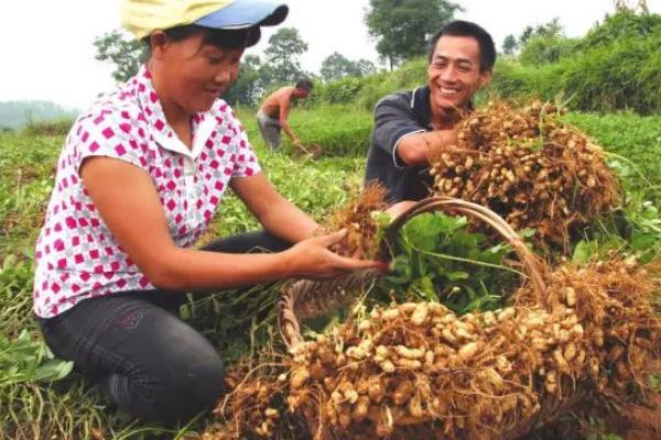 自从用上了这个种植技术，家里吃的花生、花生油都不用愁了