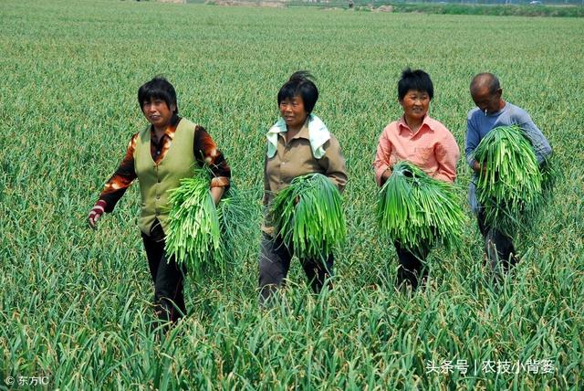 掌握这些种植管理细节，大蒜才能长势好、产量高、品质优！