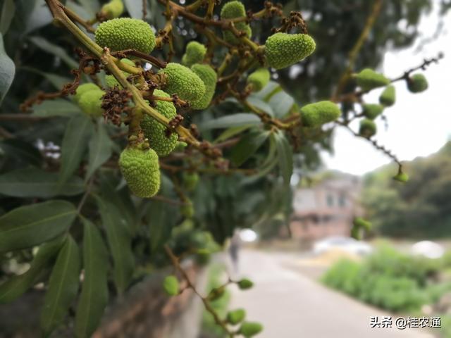 荔枝能大面积推广种植吗？太北太南不行，太暧太冷也不行