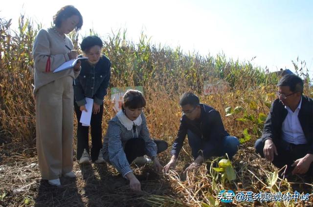 【州媒看东乡】东乡县大豆玉米带状复合种植喜获丰收