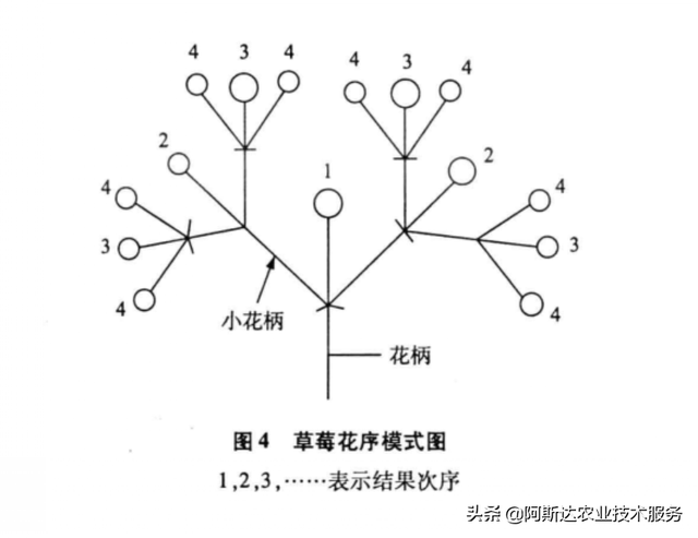 大棚草莓高产高效种植关键技术分析