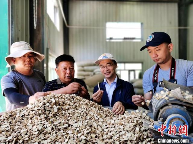 探访青海黄芪种植加工“领跑基地”：生态种药，土地“生金”