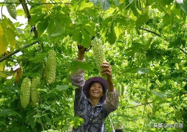 苦瓜反季节高产高效栽培技术