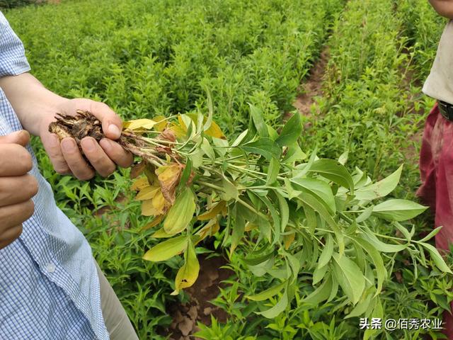 农民朋友种植中药材白术，根腐病是“拦路虎”，又该怎样防治？