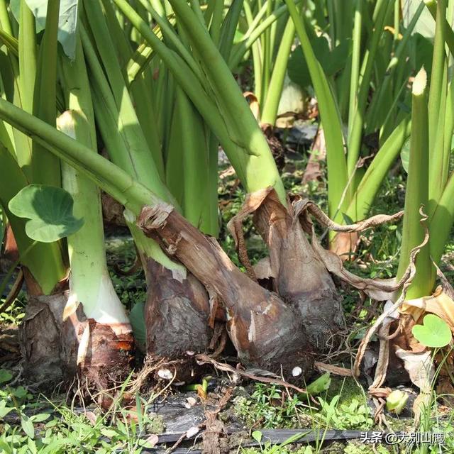 芋头的生长习性及种植技术