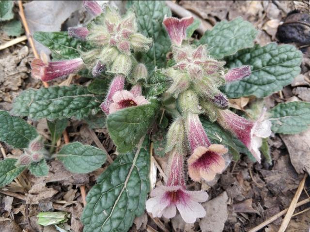 地黄花又叫蜜罐，移栽养护做好这几点，花色鲜艳还可做美食