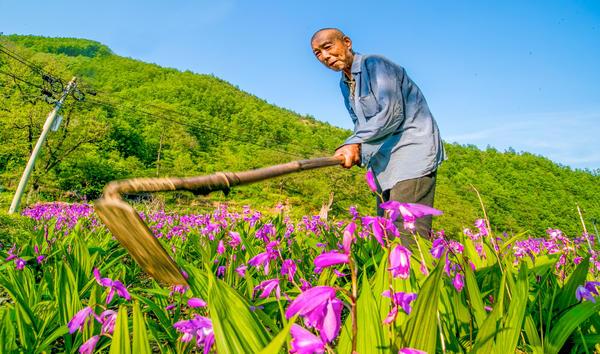 卢氏县：小小白芨苗，带动贫困户致富