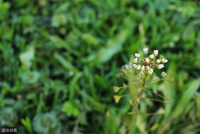 农村最常见的野菜，按照这6个要点种植，每亩地收入5000元